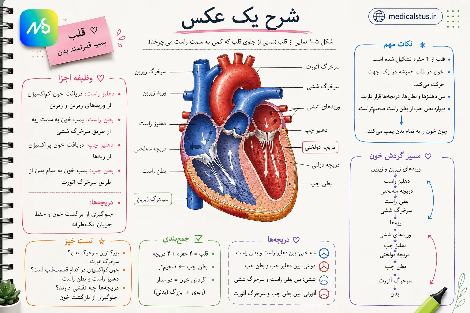 خلاصه نویسی تصاویر زیست شناسی